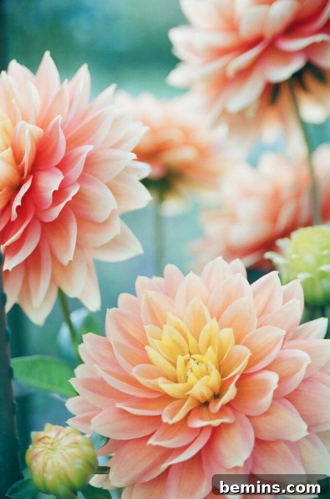 Blooming dahlia pom-pom