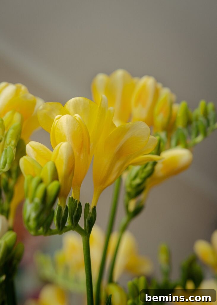 Yellow freesia flower
