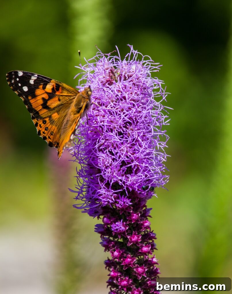 Blooming liatris plant