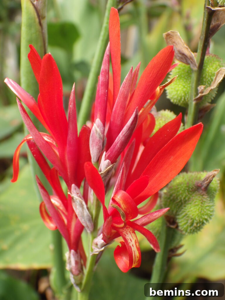 Canna plant