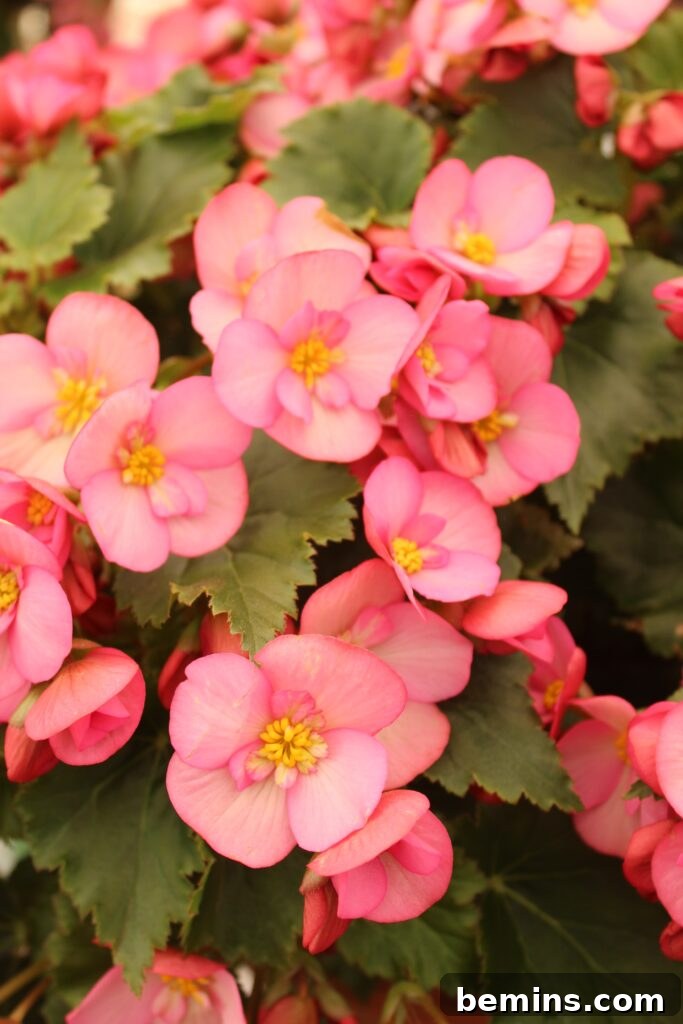 Pink flowering begonia plant