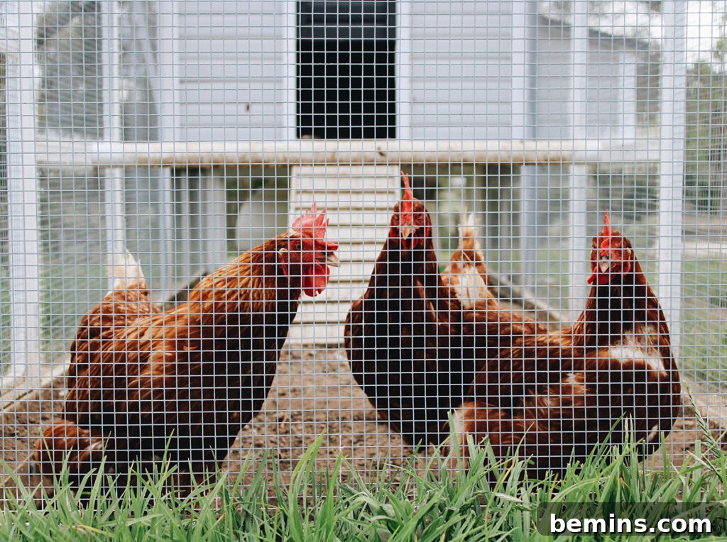 Inspiring Chicken Coop Designs for Happy Hens 3 Chickens in a Coop