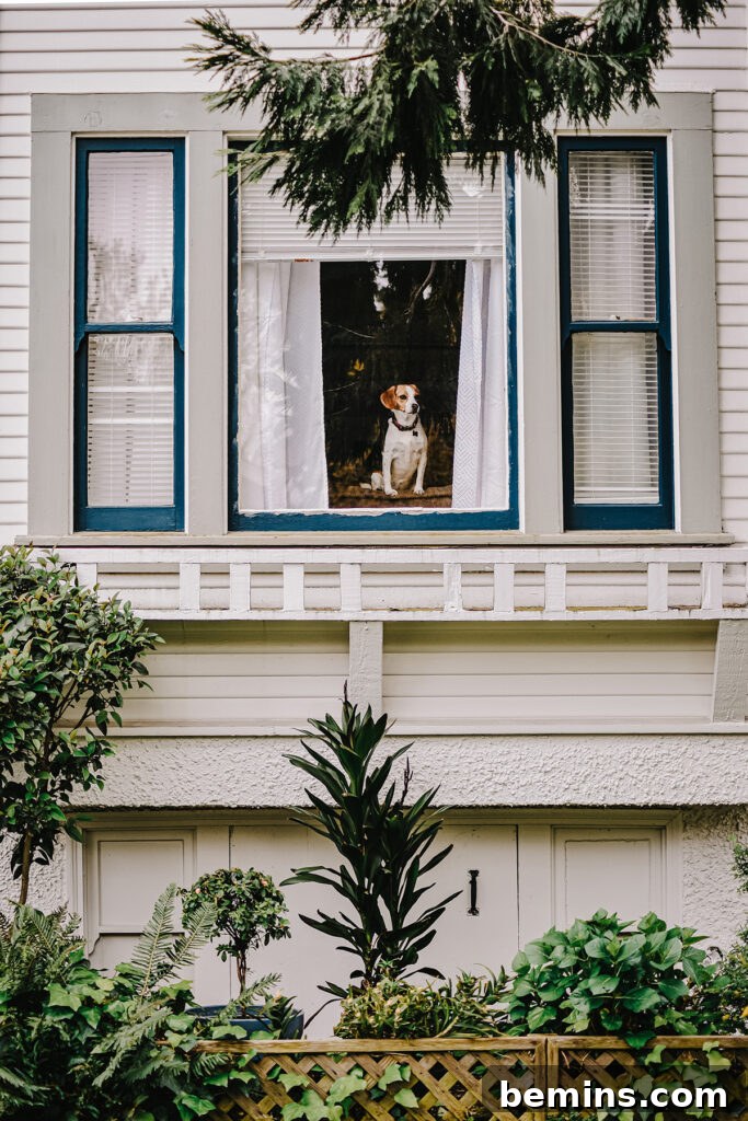 Dog enjoying cool air from a window with curtains