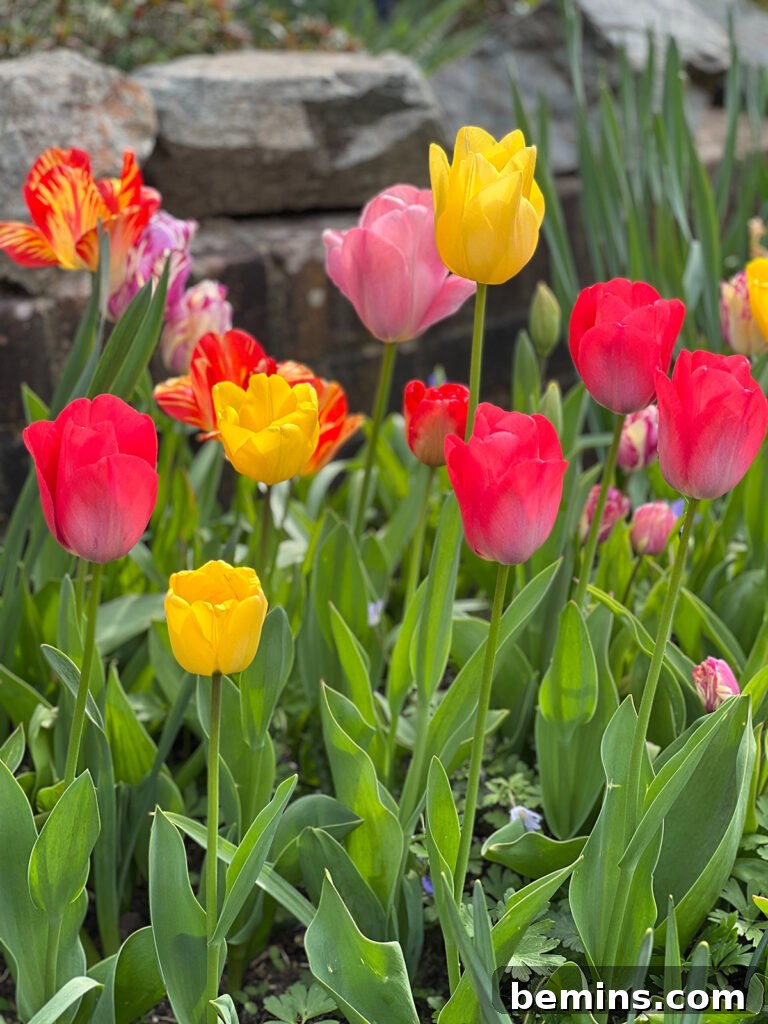 Field of vibrant yellow and red tulips, symbolizing the beauty of spring blooms.
