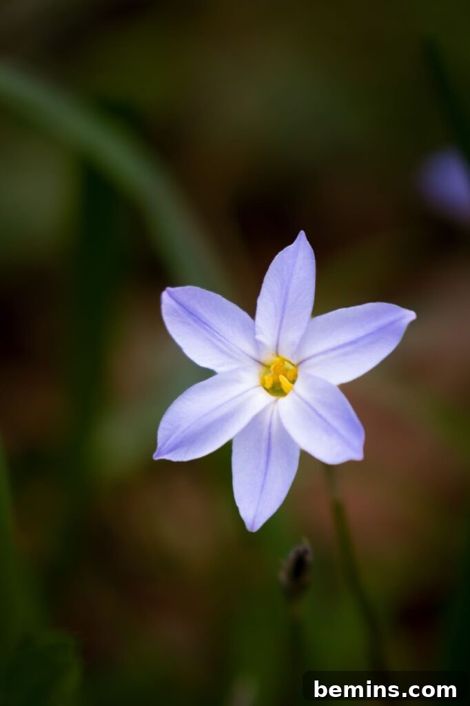 Delicate starflower with its unique star-shaped bloom.