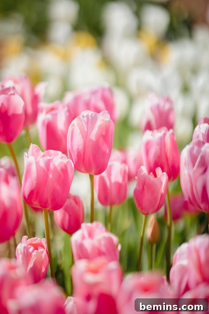 Classic tulip in full bloom, showcasing its elegant shape and vibrant color.