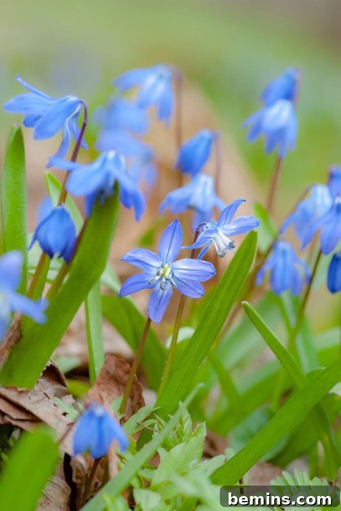 Scilla flowers, also known as Siberian Squill, with their star-shaped blooms.