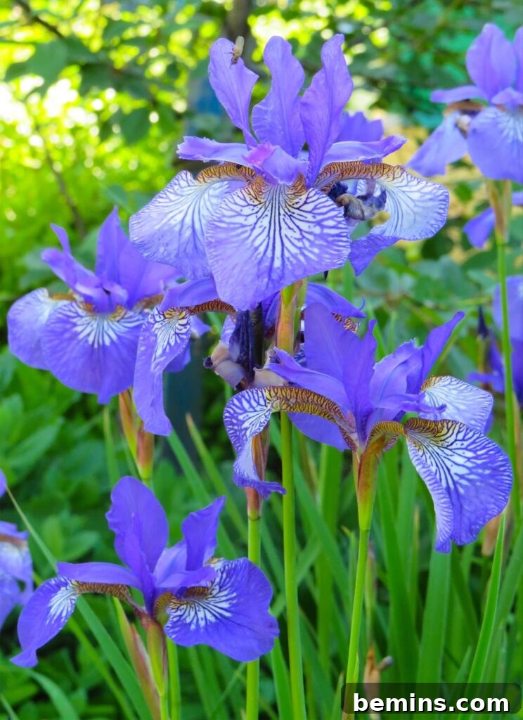 Dwarf iris showcasing its petite and elegant appearance.