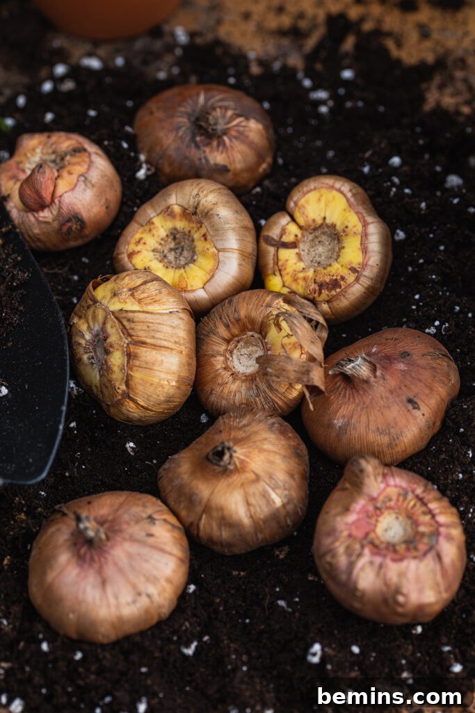 Garden bulbs placed in dirt, ready to be planted.