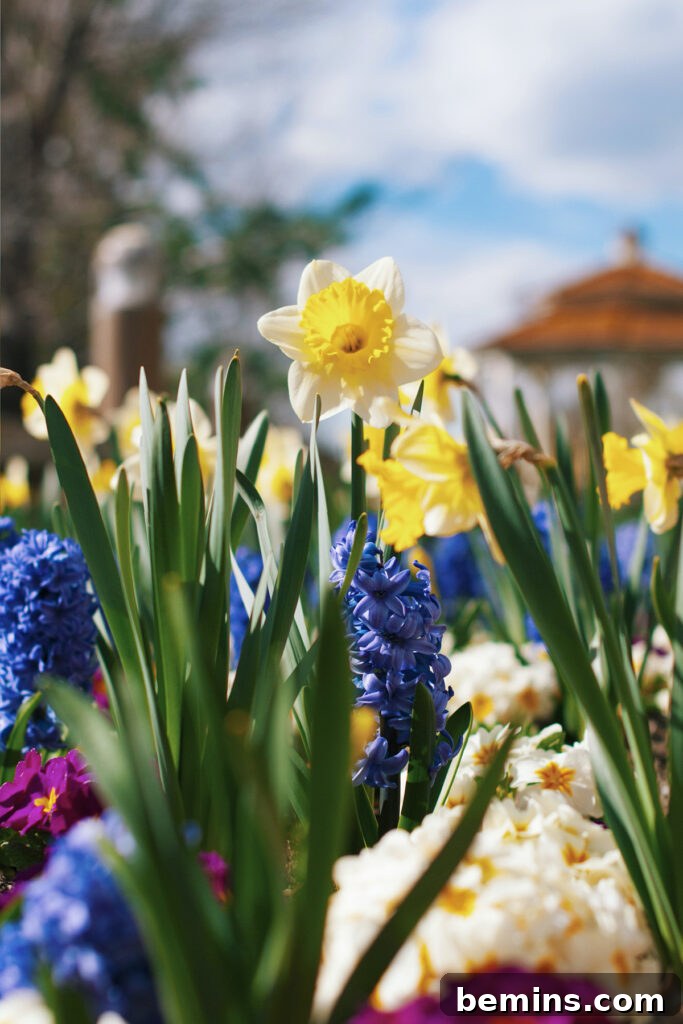 Close-up of vibrant yellow daffodils and other colorful spring flowers.