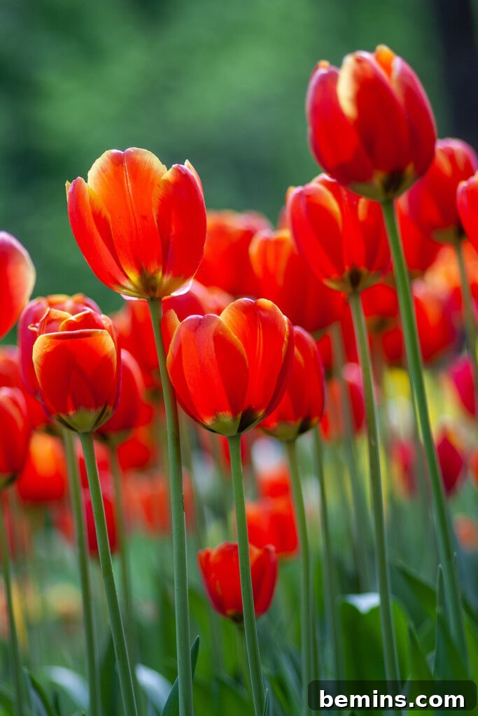 Long-stemmed red and yellow tulips showcasing their vibrant colors.