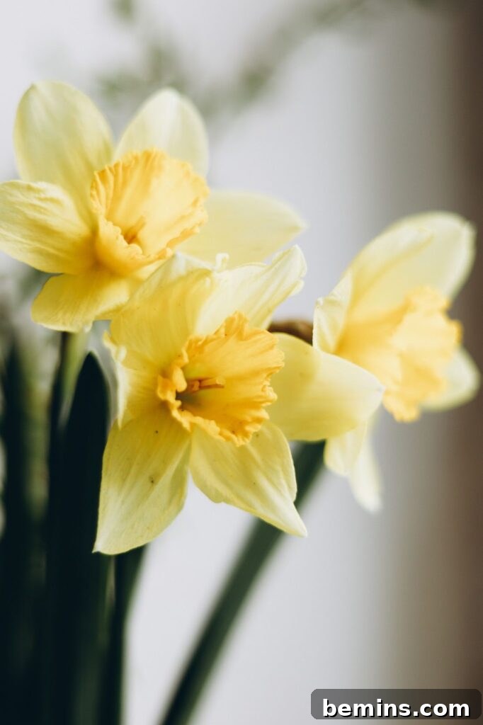 Close-up of a vibrant yellow daffodil in full bloom.