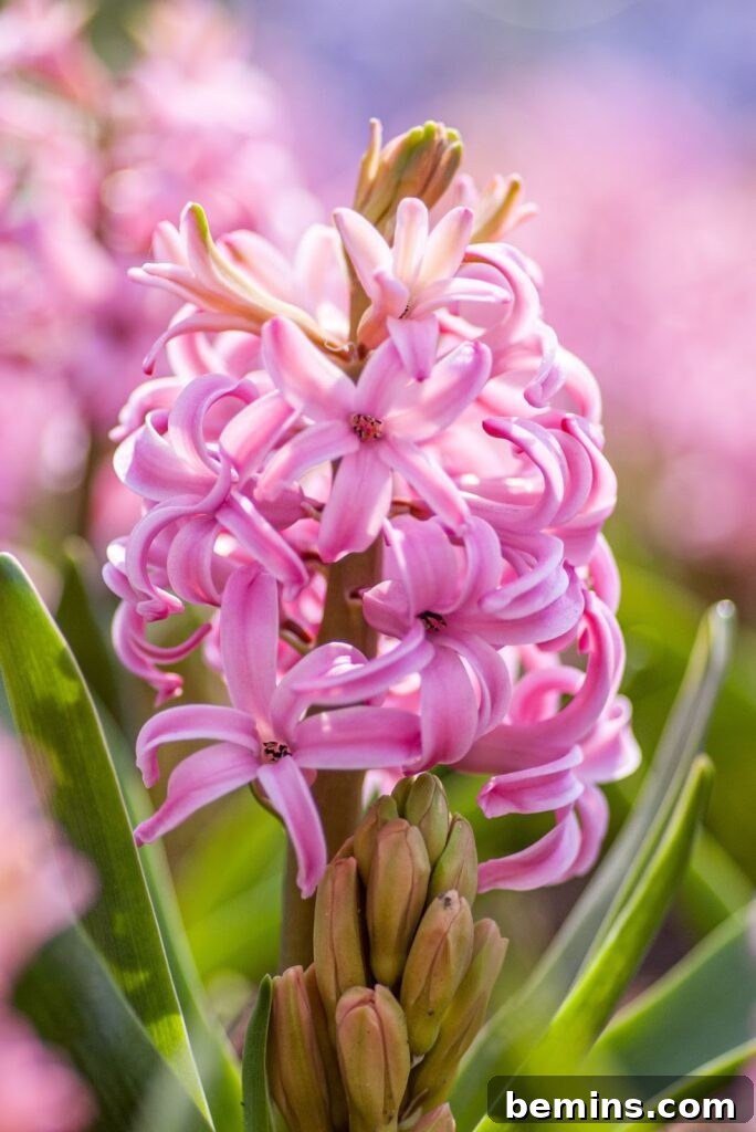 Vibrant pink hyacinth flowers showcasing their intoxicating fragrance.