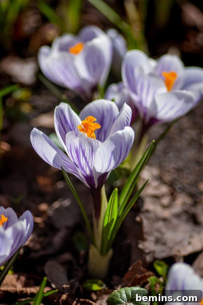 Close-up of a striking purple crocus flower.