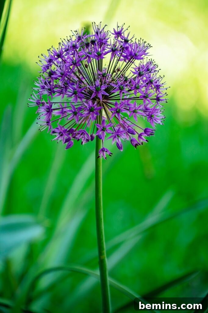 Allium bulbs producing dramatic purple flowers.