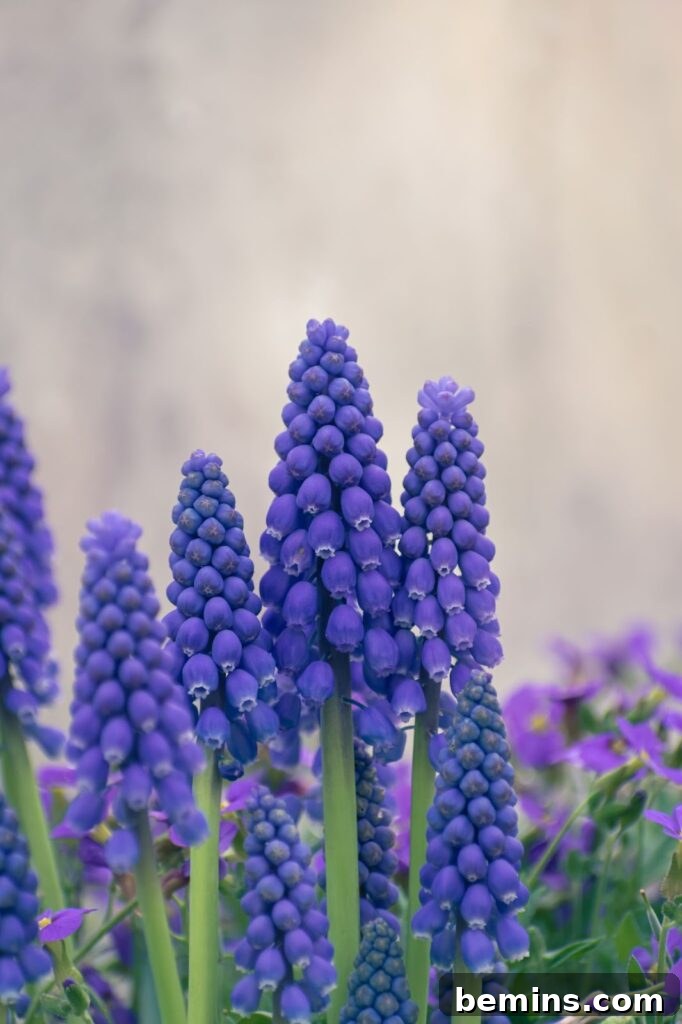 Grape hyacinth flowers blooming in mid-spring.
