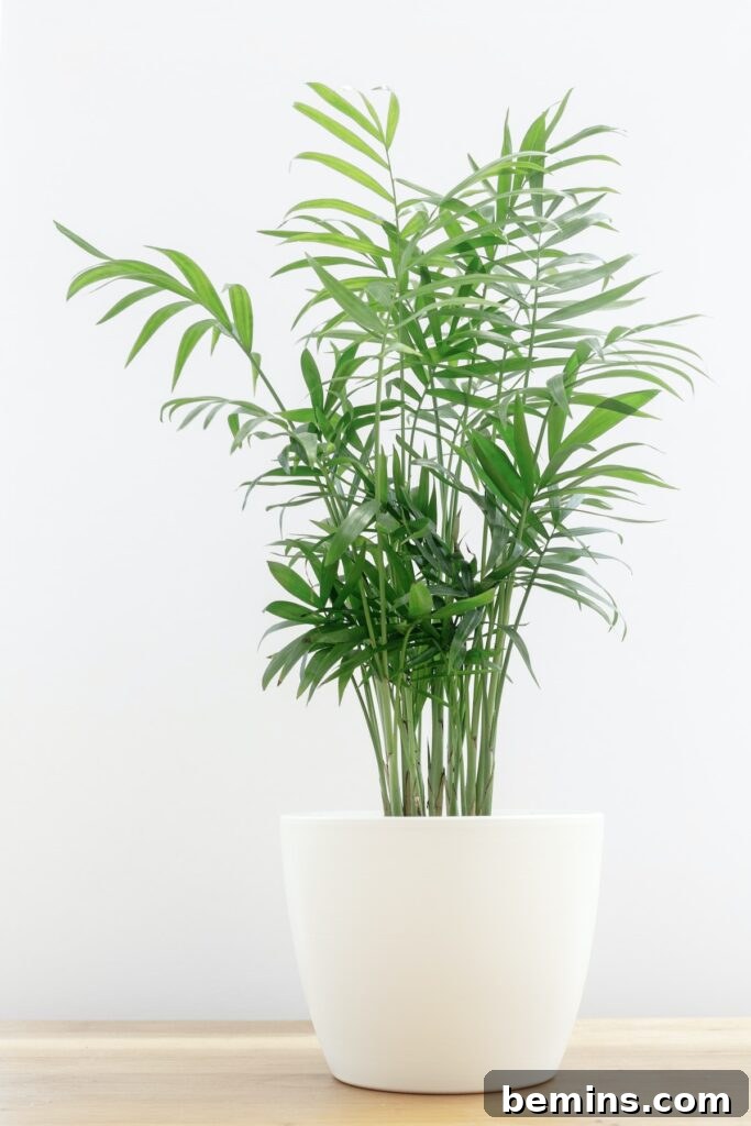 Parlor Palm in a Pot