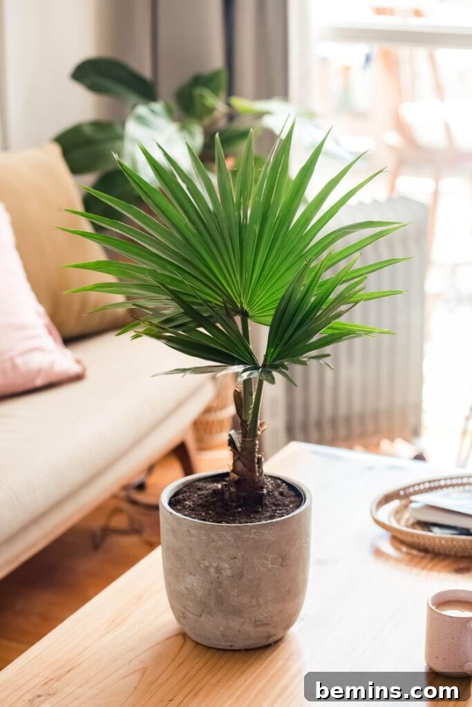 Chinese Fan Palm on Desk