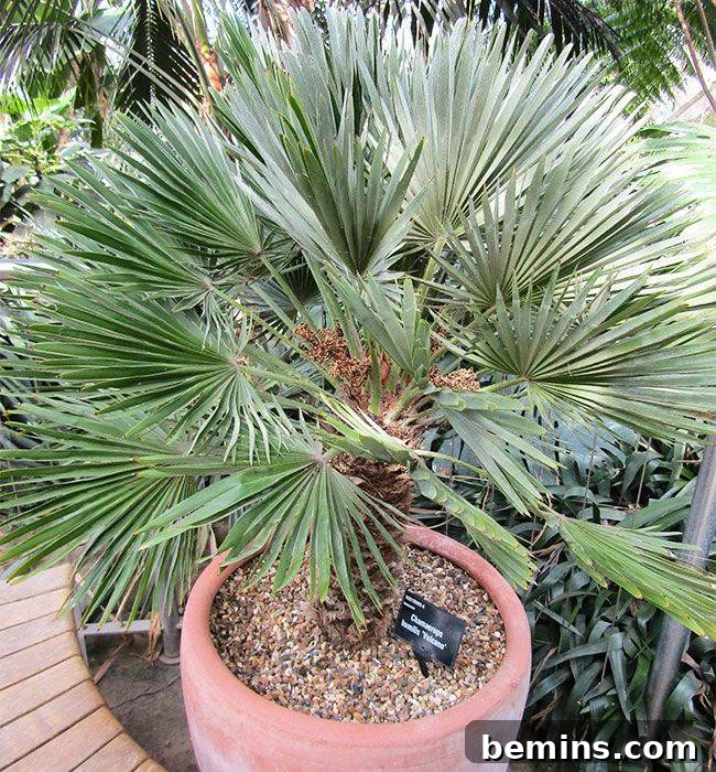 European fan palm in garden