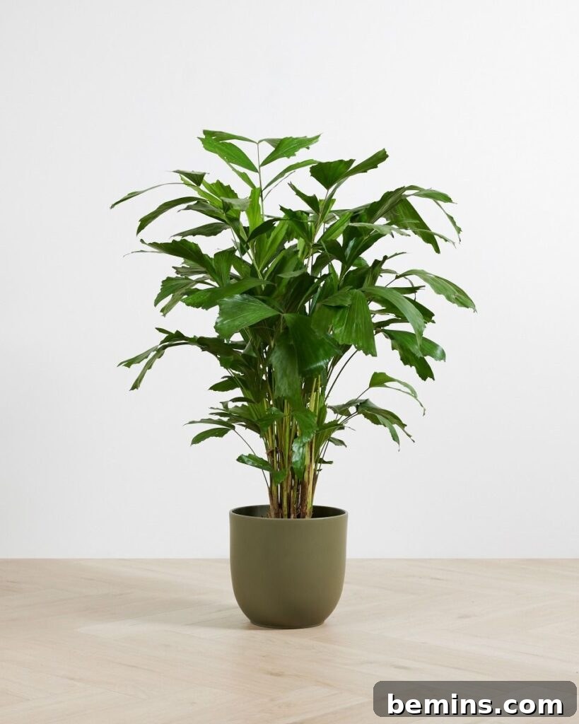 Fishtail palm tree on brown pot on floor 