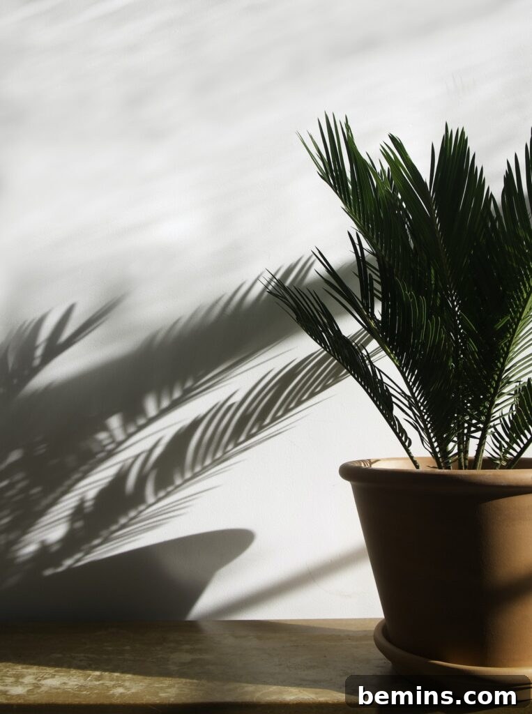Potted green Plant on Wooden Surface