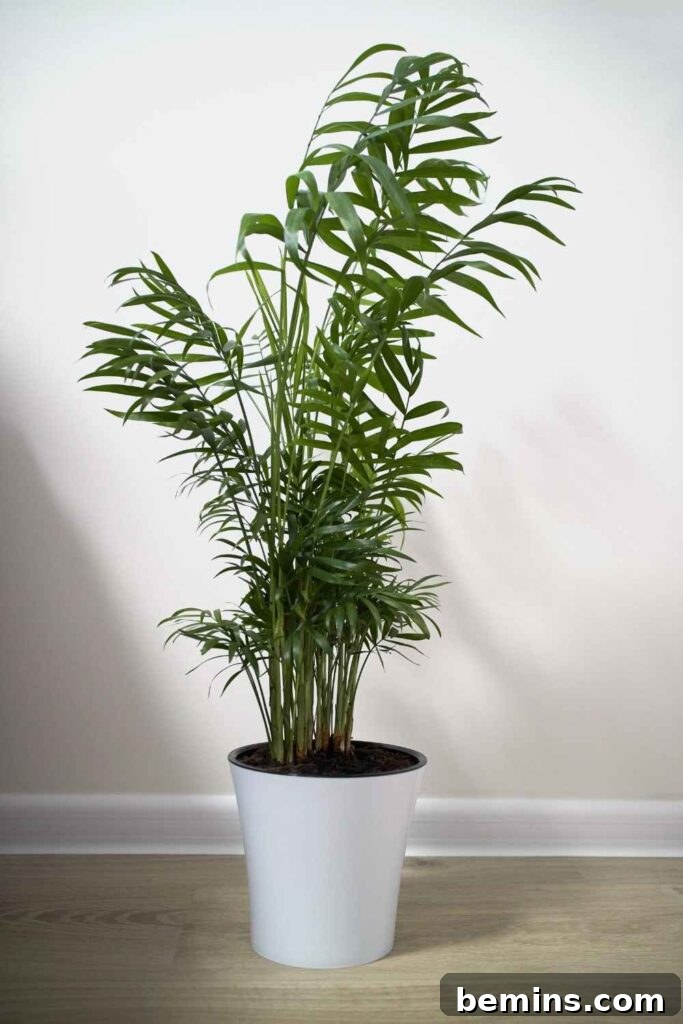 Cat Palm next to white wall in white pot