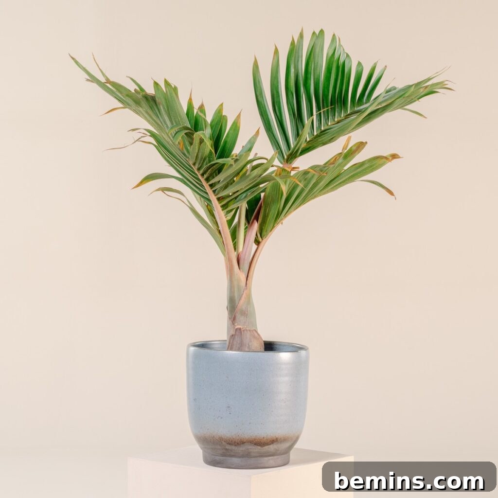 Bottle palm in silver pot on white stool