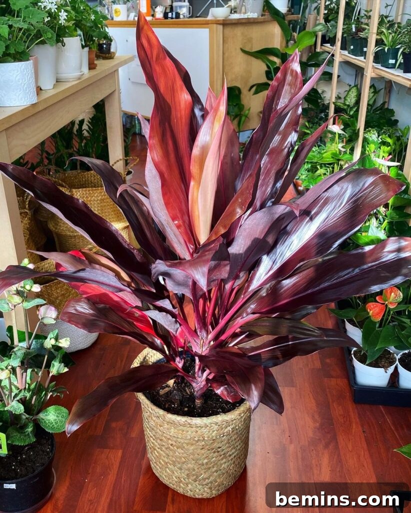 Palm Lily Cordyline fruticosa palm in living room with other plants