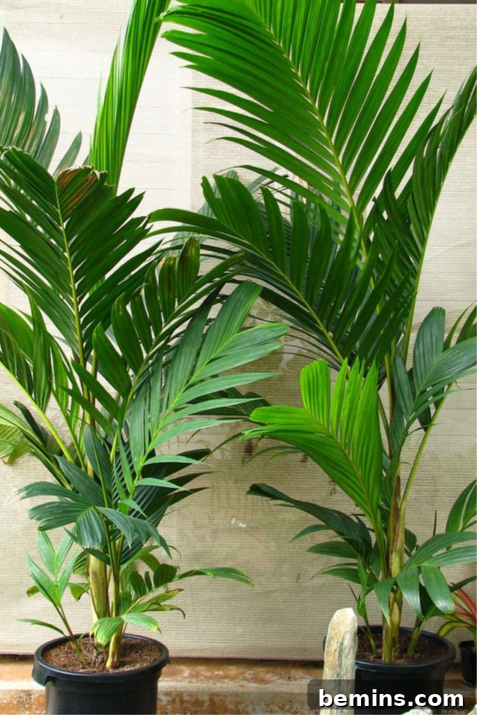 Ivory Cane Palms next to each other in beige background