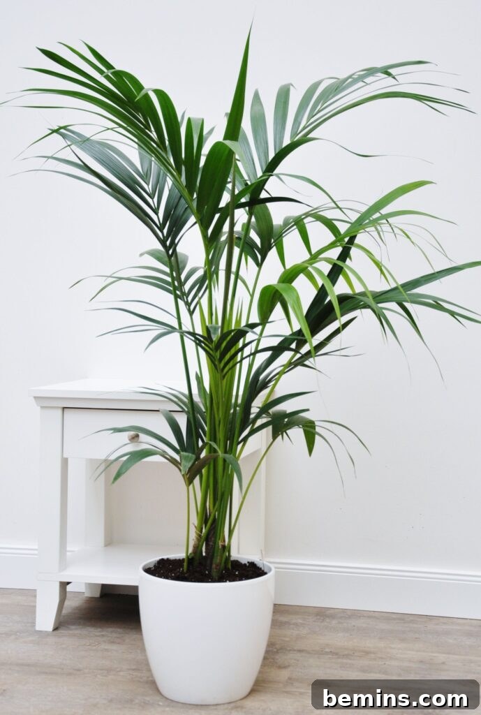 Kentia Palm in Living Room