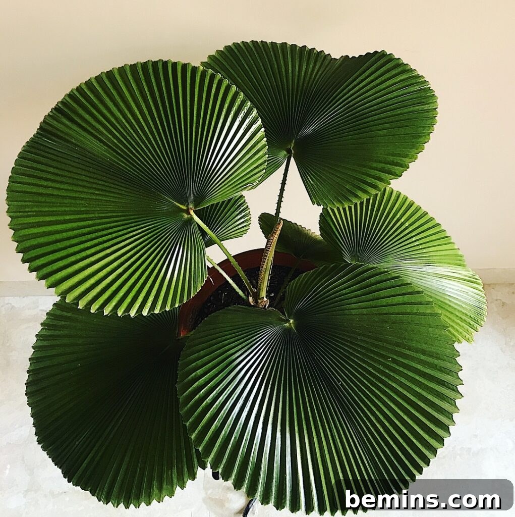Ruffled fan palm leaves with cream background