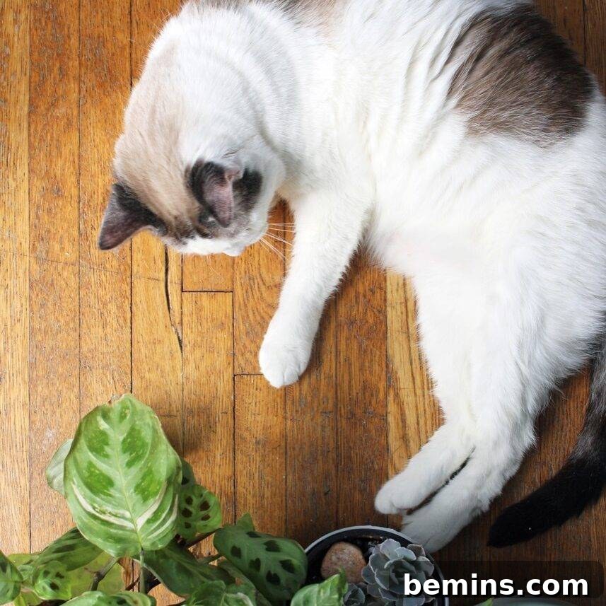 pet freindly house plants