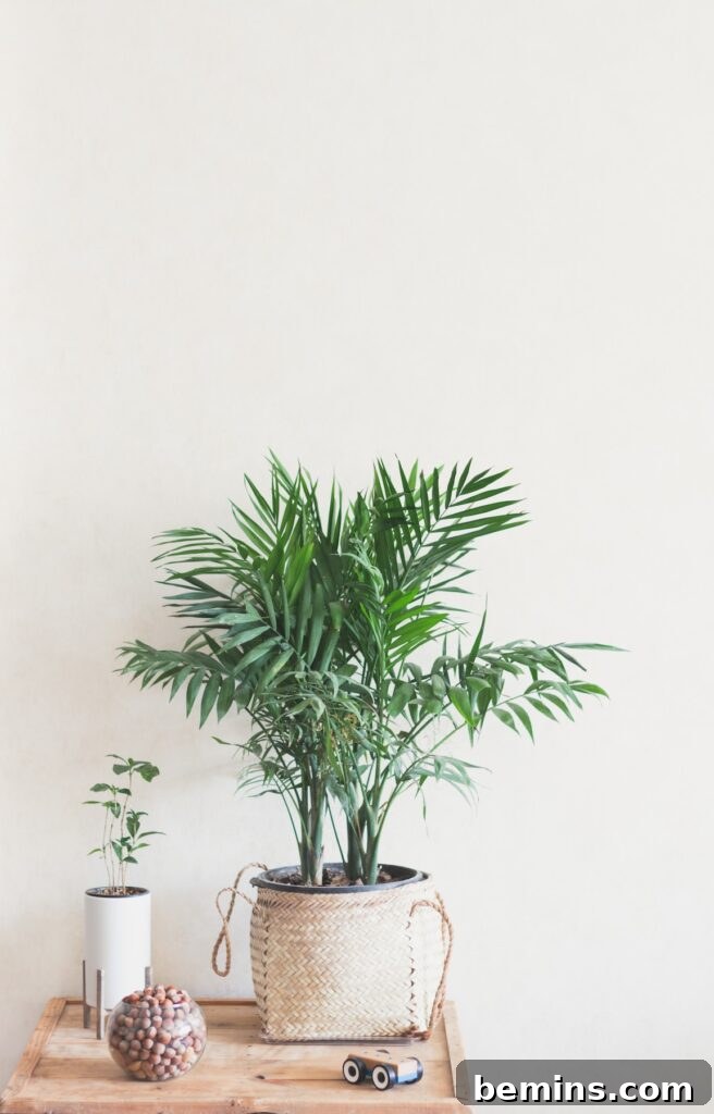 Areca Palm on Wooden Table