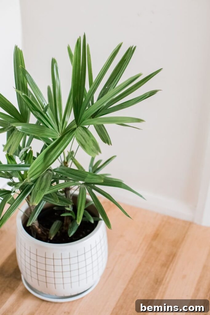Lady Palm on Table