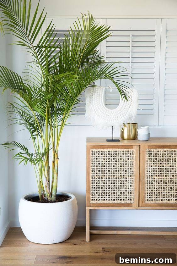 Majesty Palm in Home