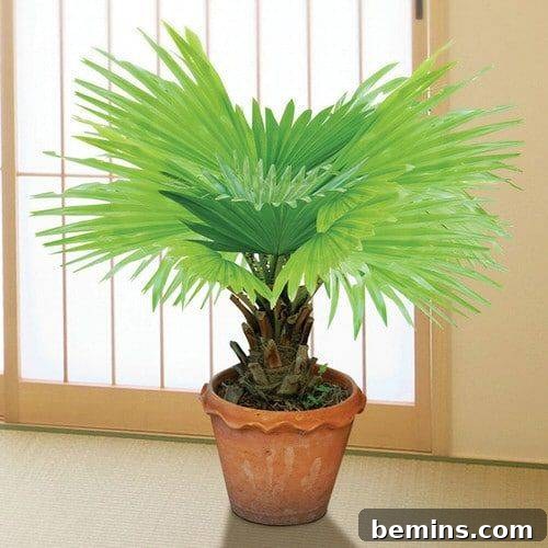 Dwarf Palmetto in Front of Window