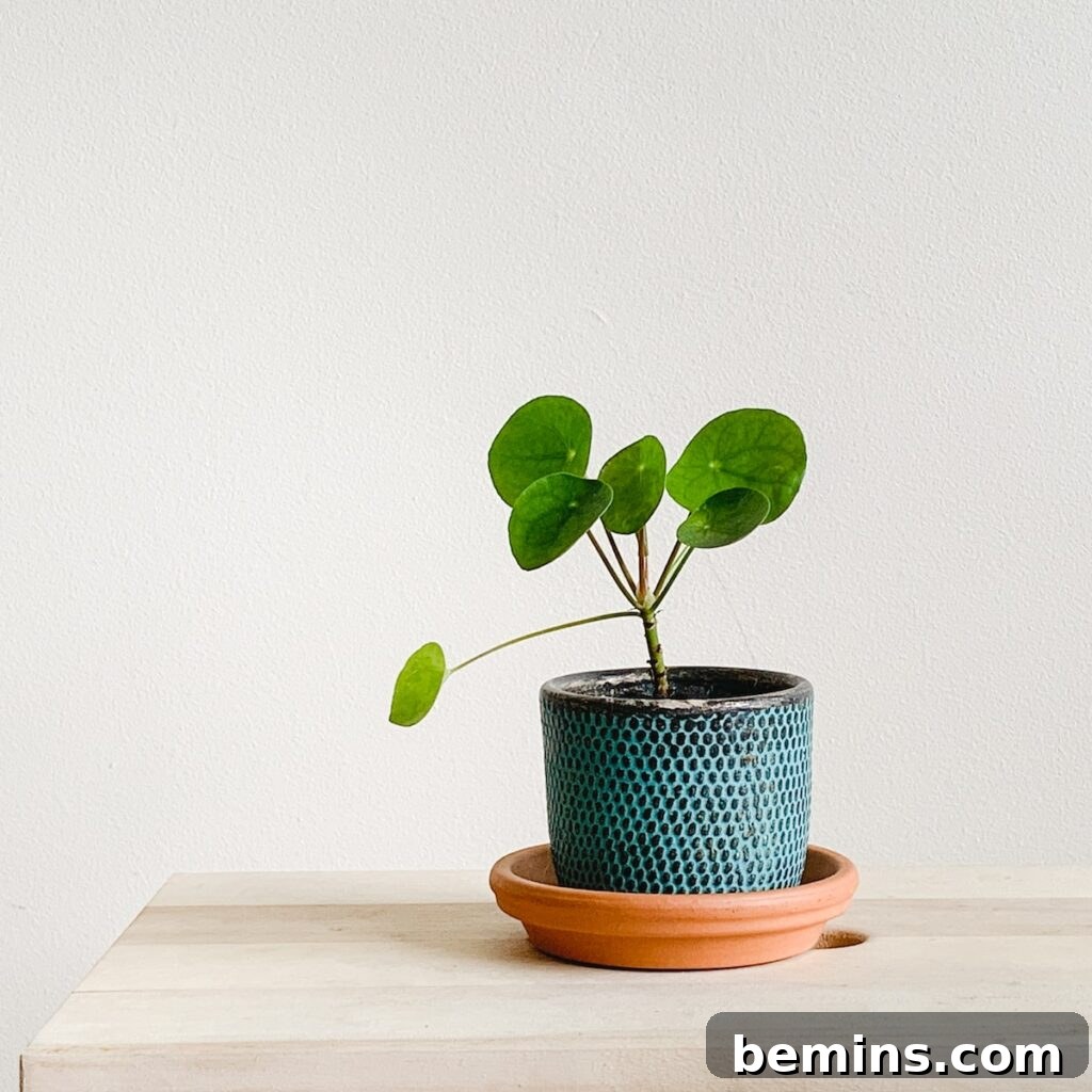 green plant on blue ceramic pot