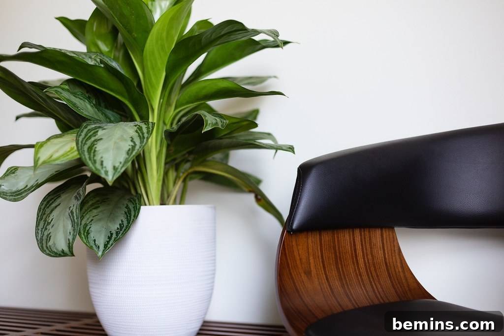 The Dumb Cane is a popular large leaf houseplant.