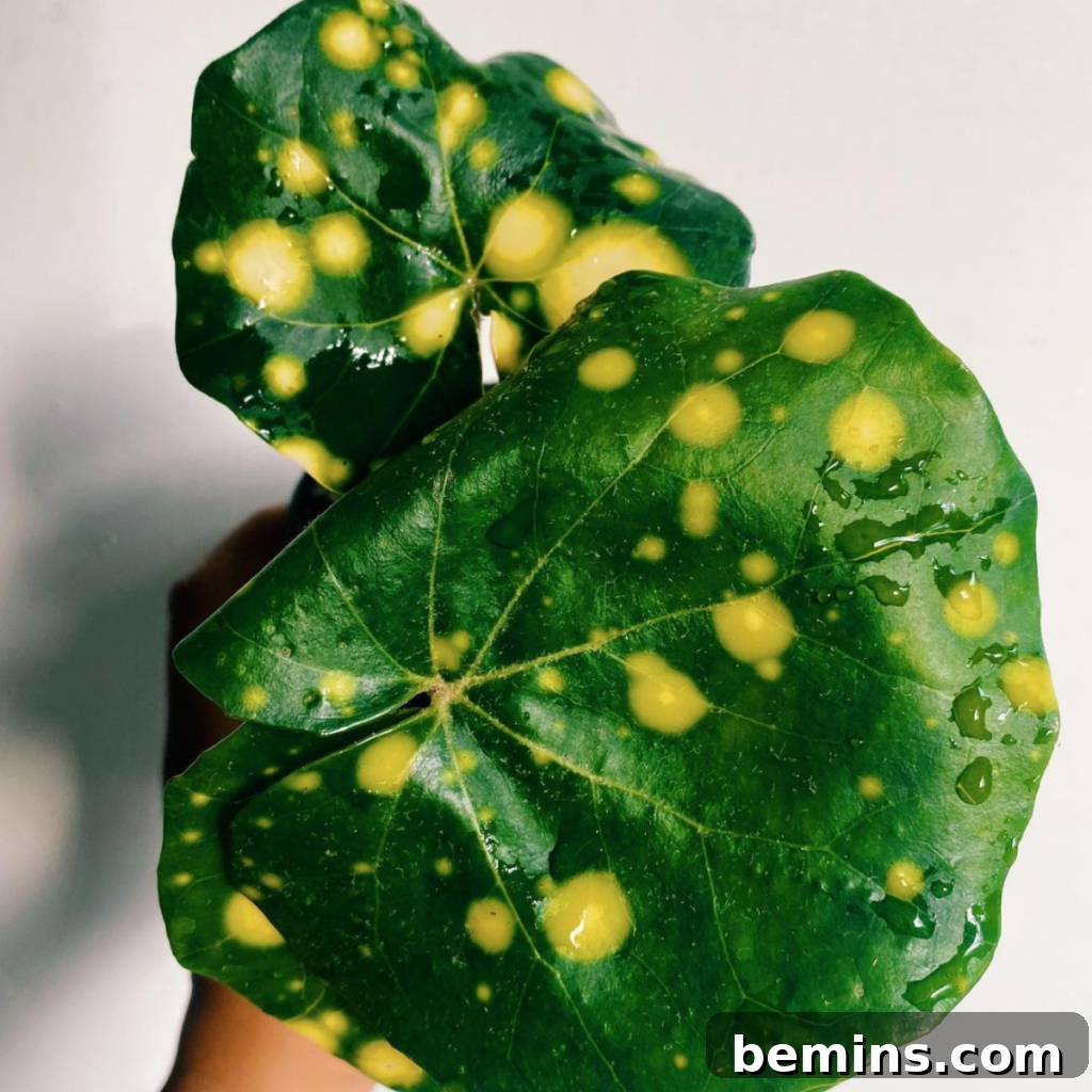 The Leopard Plant is a great big leaf indoor plant.
