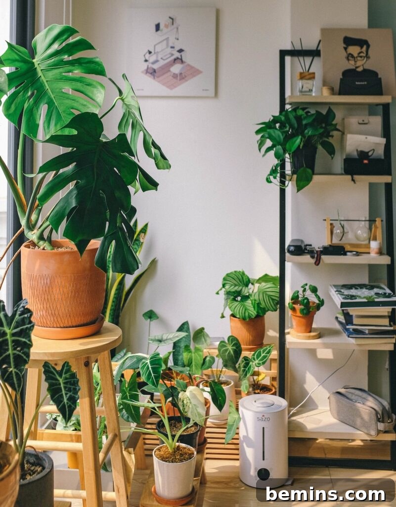 Monstera with large, deep green leaves that develop unique holes and splits as they grow.