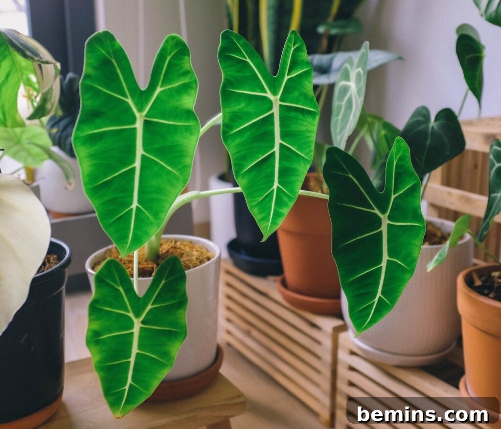 Big leaf Alocasia Polly plants growing in pots at home.
