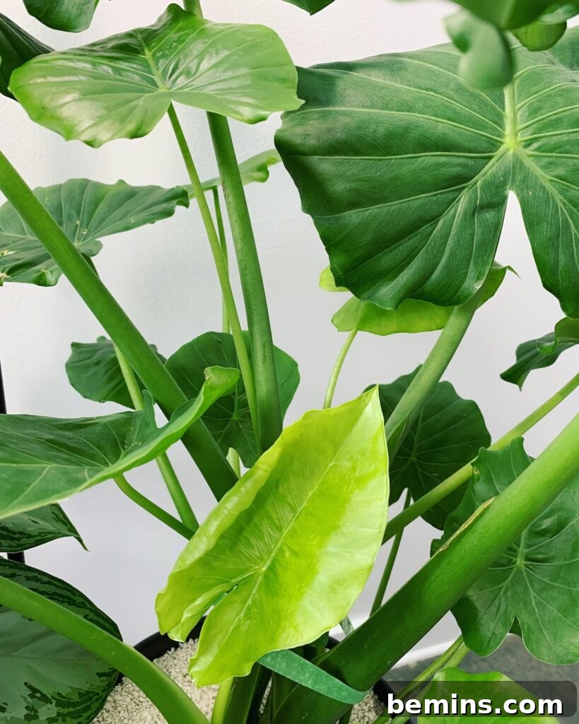 Green-leafed elephant ear plant.