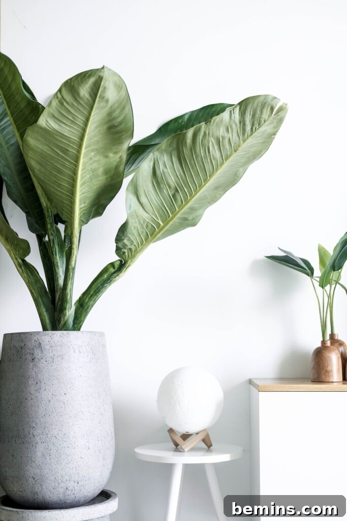 green plant on white ceramic vase