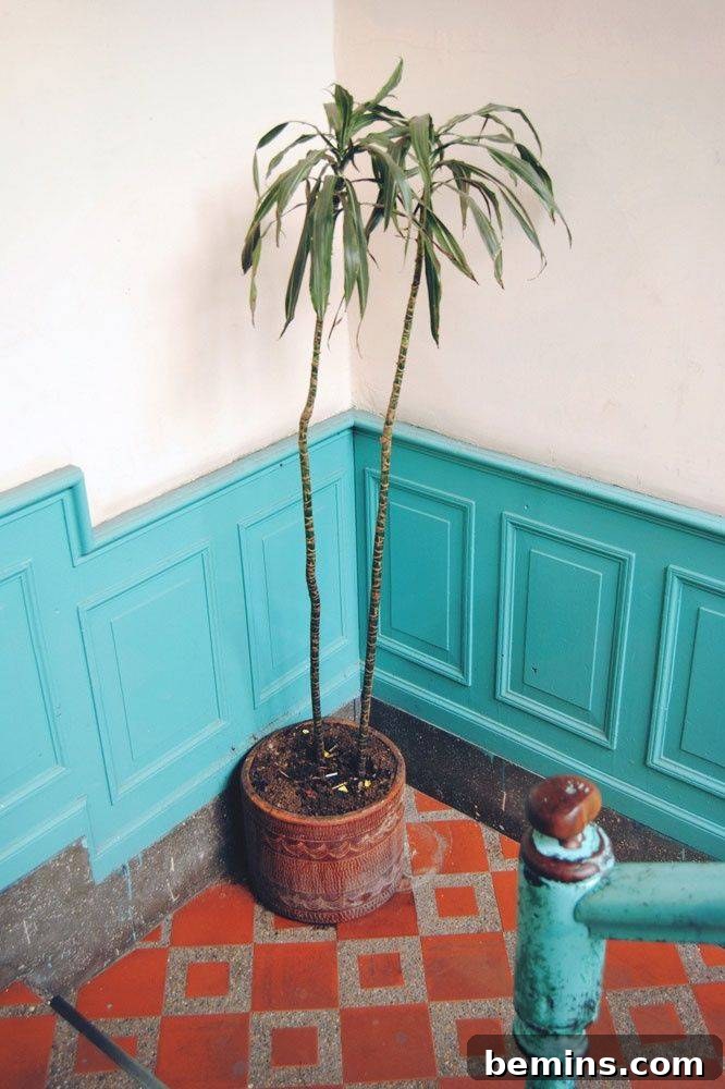 Charming Wainscoting: 21 Ways to Elevate Your Home 19 Turquoise wainscoting panels with palm plant in red planter over red rug
