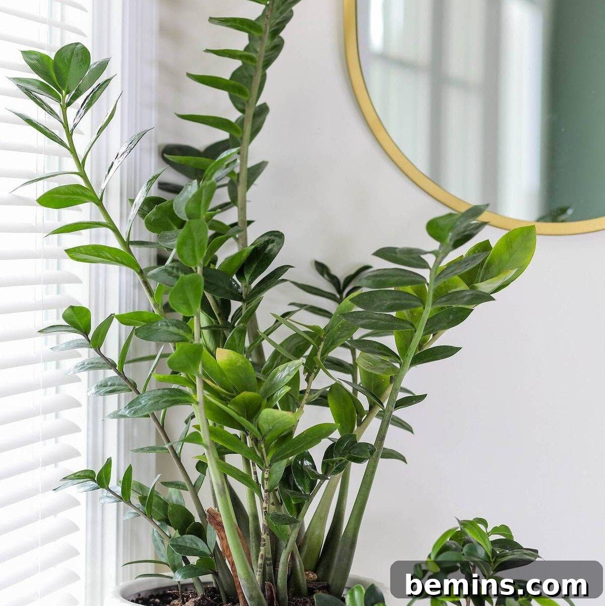 green plant near white window blinds
