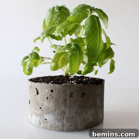 Cast Stone Planter, Basil - Stylish and Fresh Gift