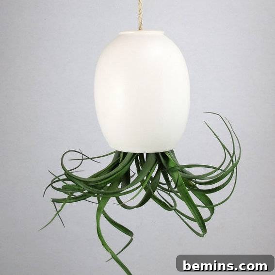 Hanging Air Plant Pod - Unique and Low-Maintenance Gift