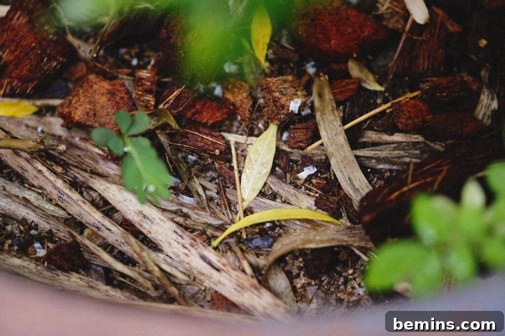 Composting 101: Your Guide to Green Living 6 Compost on soil