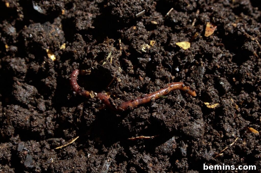 Composting 101: Your Guide to Green Living 9 Compost worms
