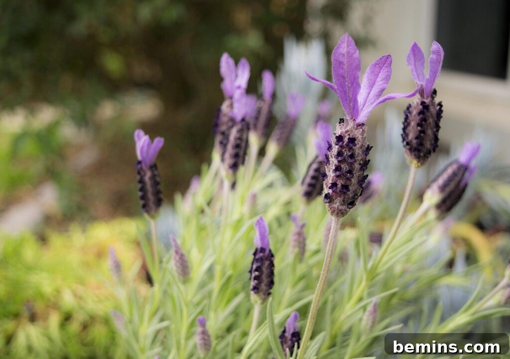 lavendar, flower, nature, garden, flower background, plant, color, beautiful flowers, flower wallpaper, aromatherapy